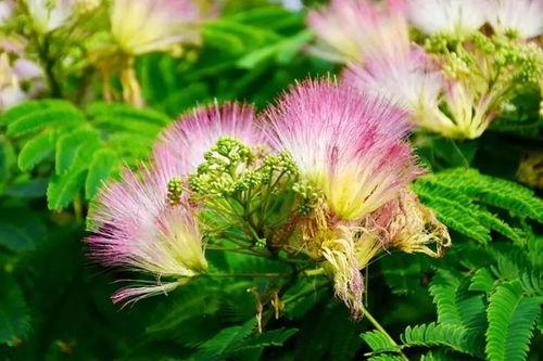 芳华片尾曲绒花背景,芳华片尾曲绒花背后的感人故事与深情演绎